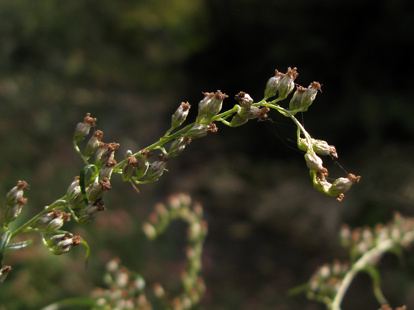 Изображение особи Artemisia vulgaris.