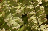 Adiantum pedatum. Сегменты вай. Германия, г. Дюссельдорф, Ботанический сад университета. 04.09.2013.