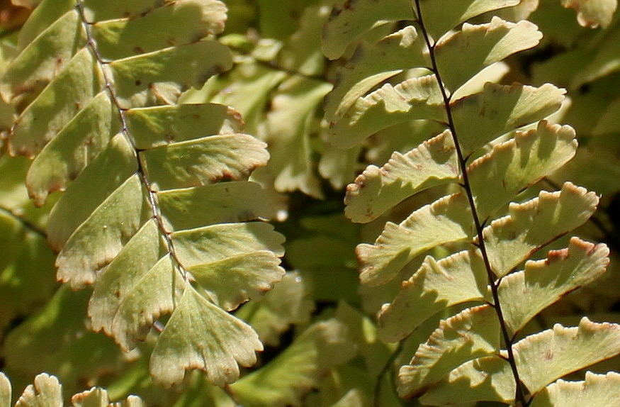 Image of Adiantum pedatum specimen.