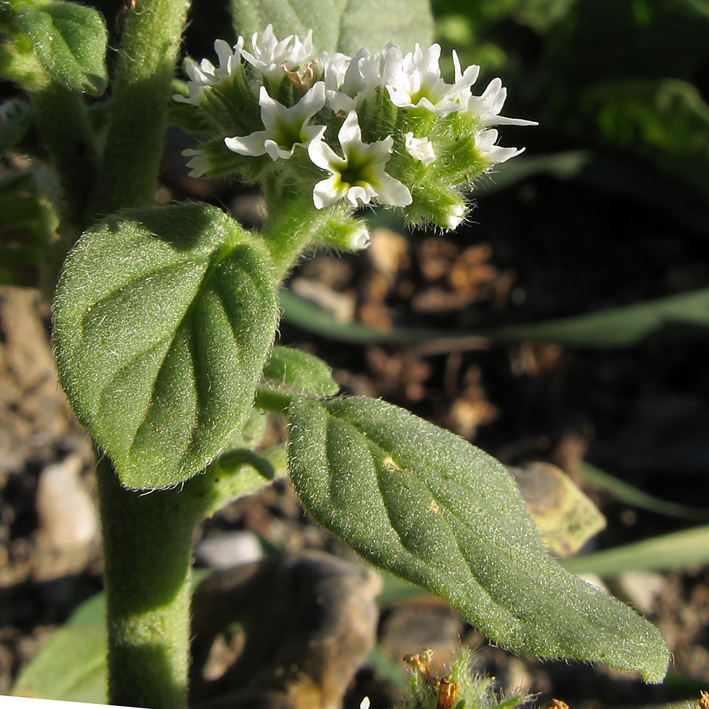 Изображение особи Heliotropium ellipticum.