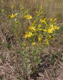 Senecio borysthenicus