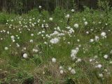 Eriophorum vaginatum