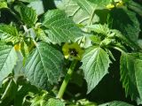 Physalis ixocarpa