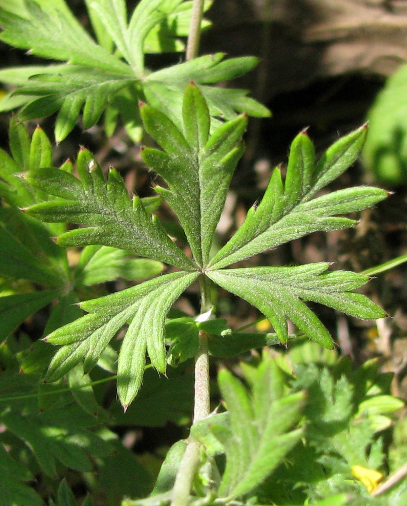 Image of Potentilla argentea specimen.