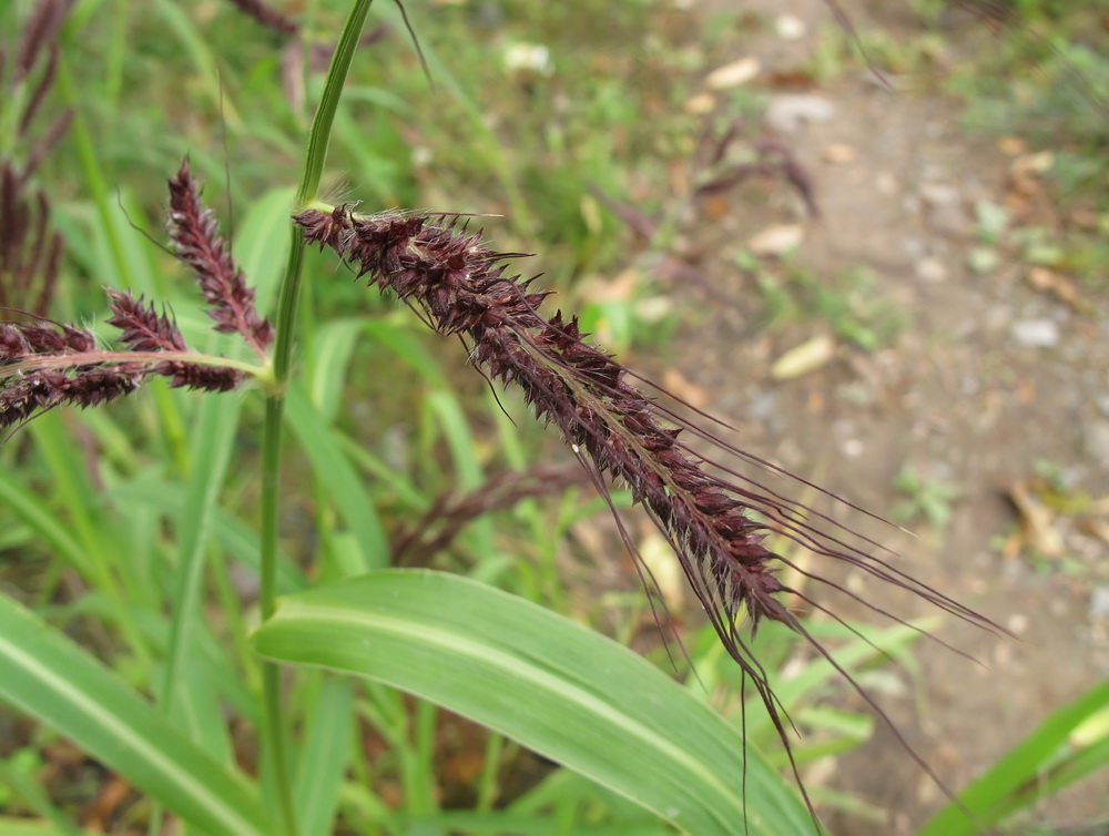 Изображение особи Echinochloa crus-galli.