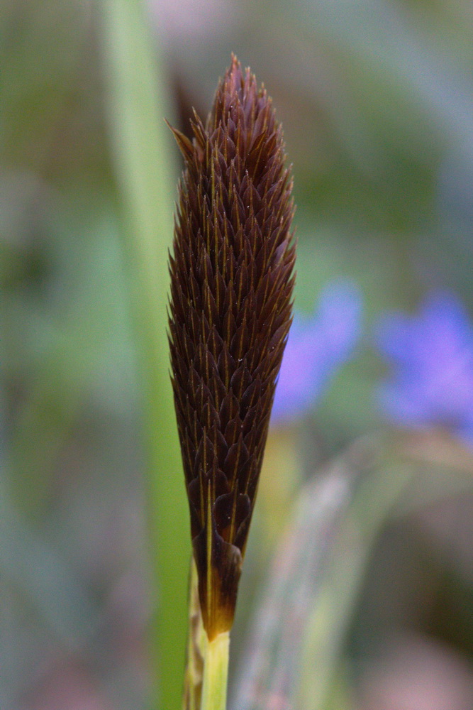 Изображение особи Carex brevicollis.