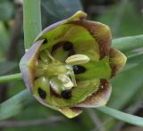 Fritillaria pontica