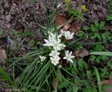 Ornithogalum refractum