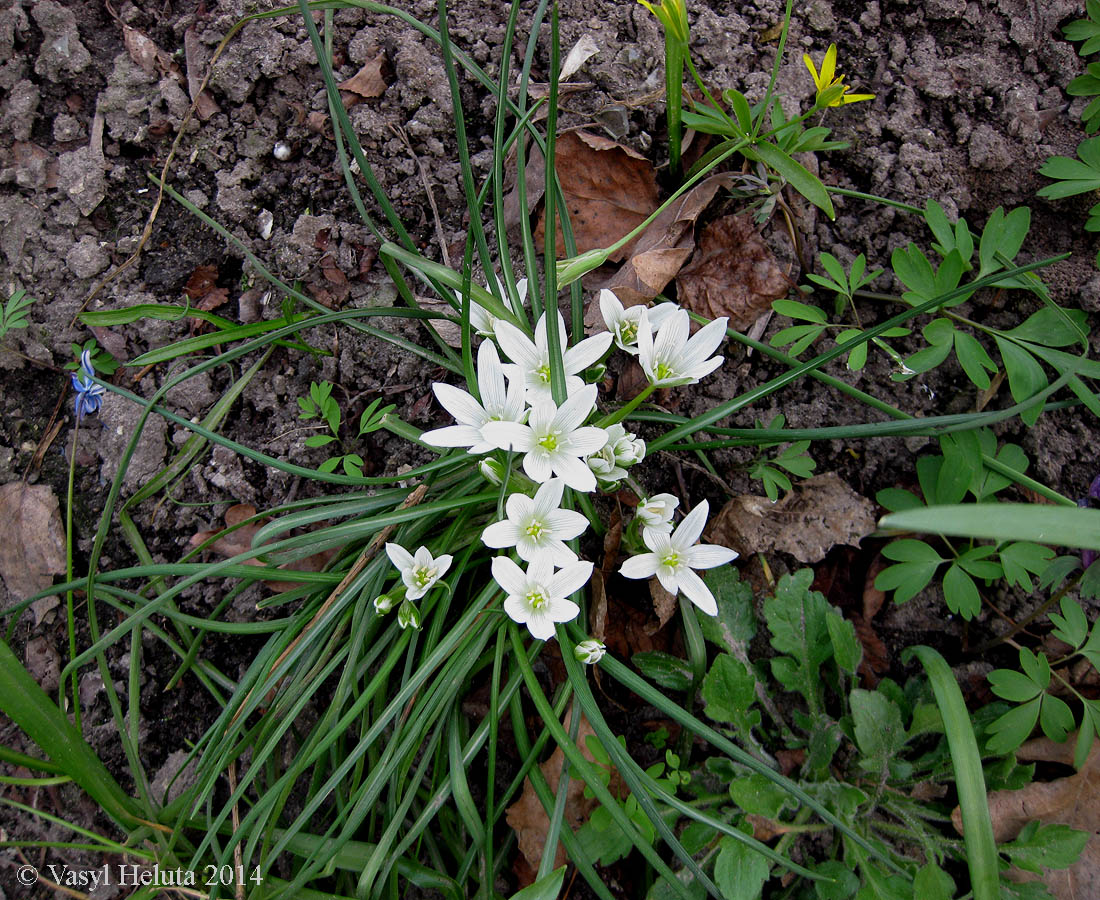 Image of Ornithogalum refractum specimen.