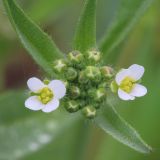 Capsella bursa-pastoris. Верхушка побега с соцветием. Ростовская обл., Неклиновский р-н, Троицкое с/п, балка. 21.04.2014.