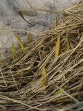 Calamagrostis langsdorffii. Молодые побеги. Камчатский край, Петропавловска-Камчатского городской округ, южный склон. 02.05.2014.