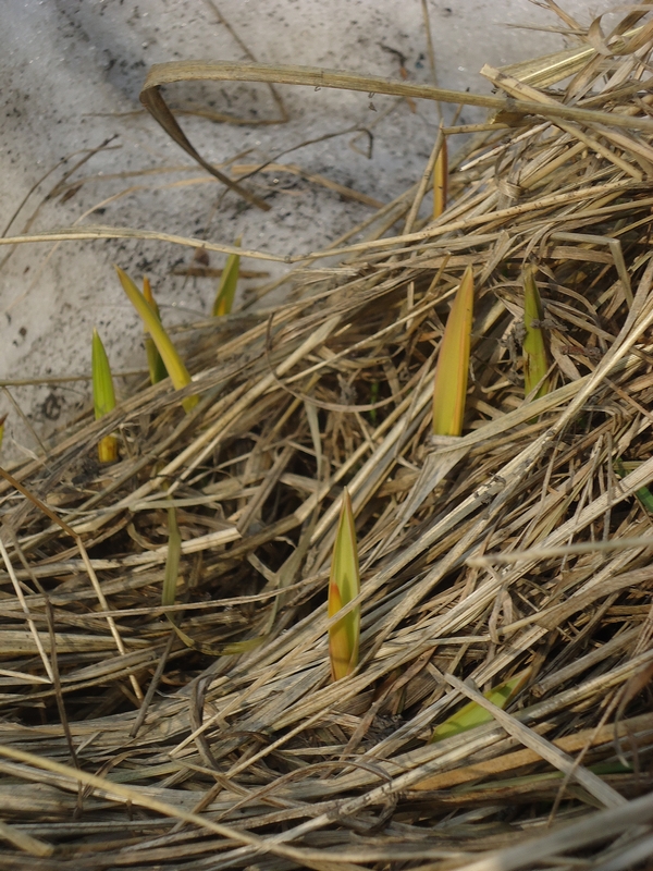 Изображение особи Calamagrostis langsdorffii.