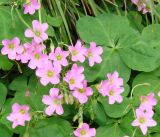 Oxalis violacea