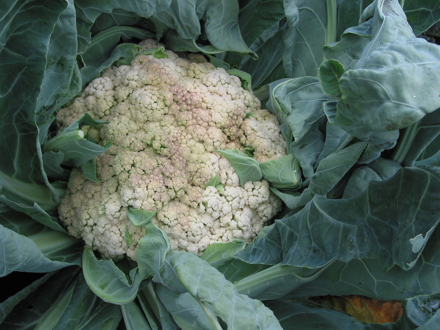 Изображение особи Brassica oleracea var. botrytis.