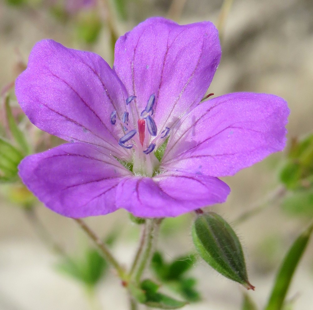 Изображение особи Geranium sylvaticum.