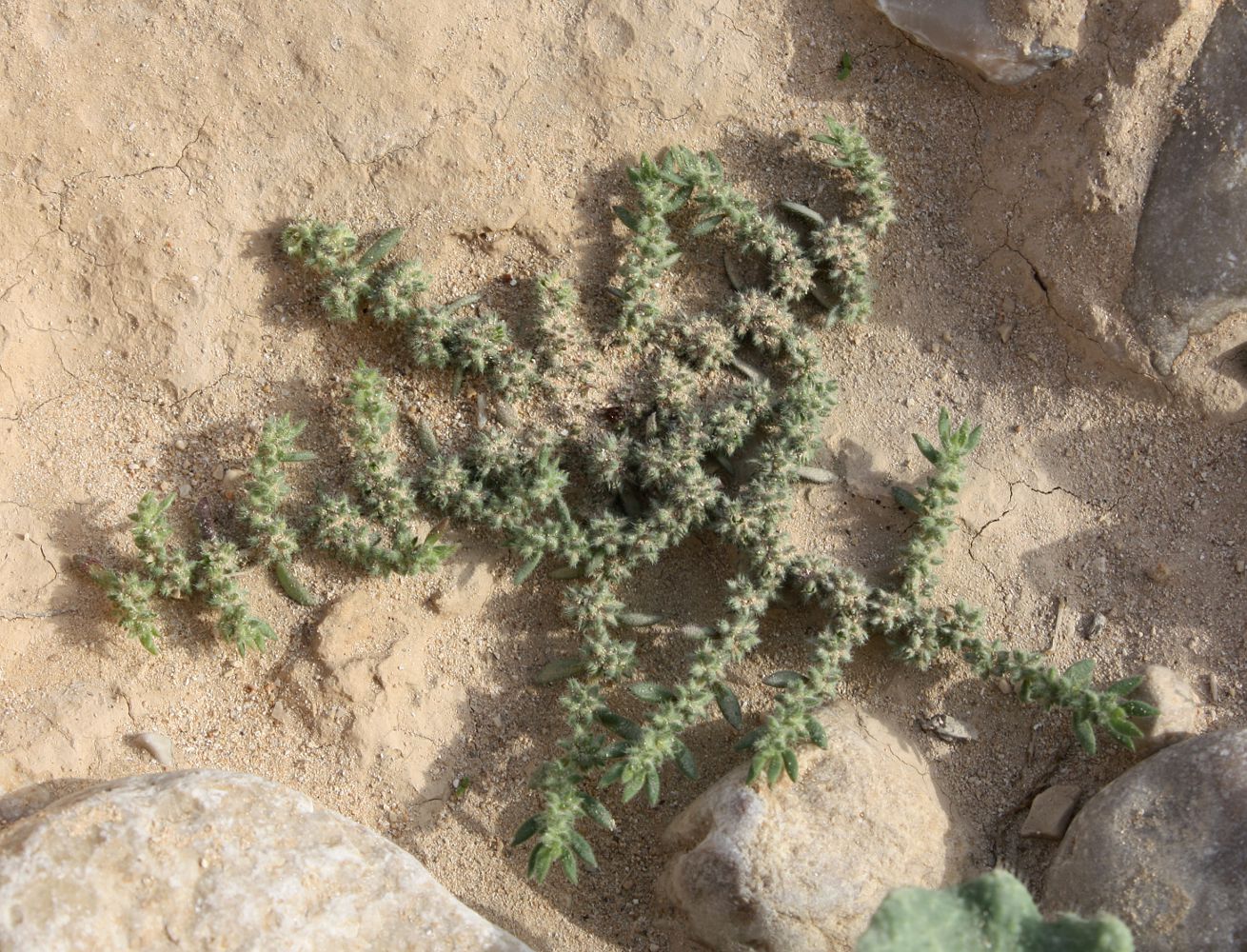 Image of Herniaria cinerea specimen.