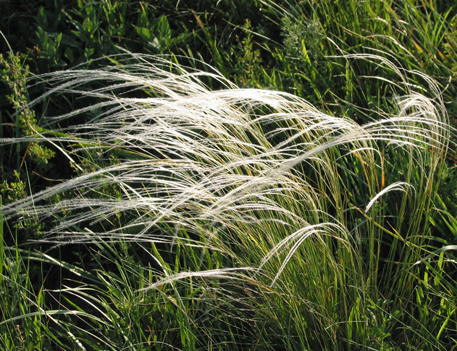 Изображение особи род Stipa.