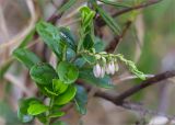 Vaccinium vitis-idaea. Верхушка растения с соцветием в бутонах. Ленинградская обл., Лужский р-н, окр. дер. Сяберо, окраина болота Машутинский Мох. 07.06.2014.