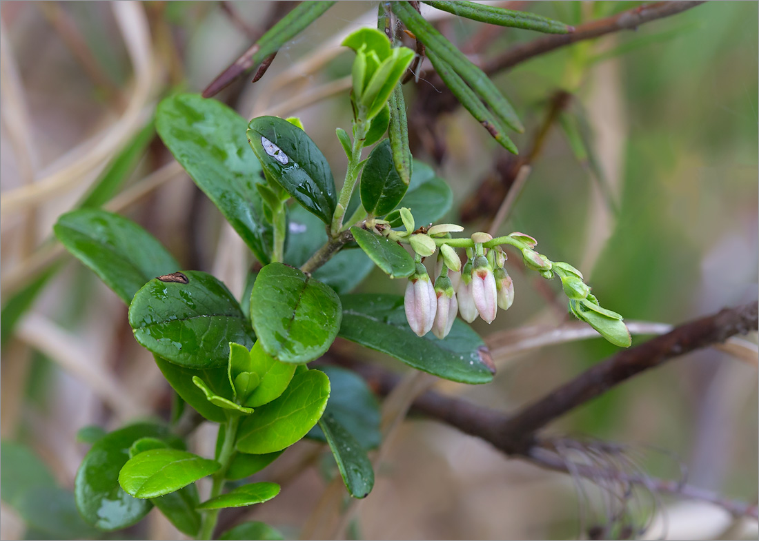 Изображение особи Vaccinium vitis-idaea.