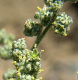 Chenopodium album