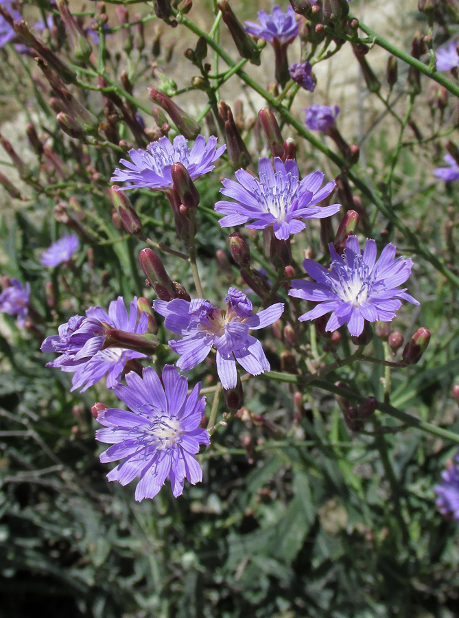 Image of Lactuca tatarica specimen.