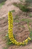 Verbascum nigrum. Соцветие. Ленинградская обл., Волосовский р-н, окр. дер. Малый Сабск, обрывистый песчаный берег р. Луга. 29.06.2014.