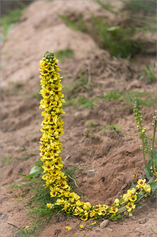 Изображение особи Verbascum nigrum.