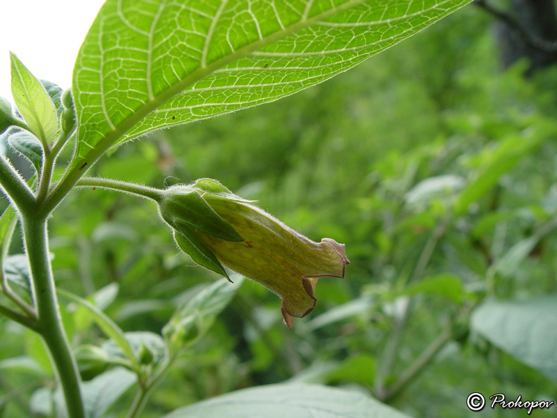 Image of Atropa bella-donna specimen.