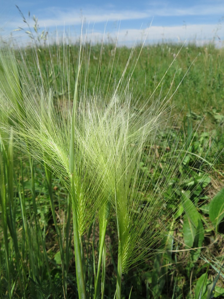 Image of Hordeum jubatum specimen.