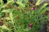 Dianthus barbatus