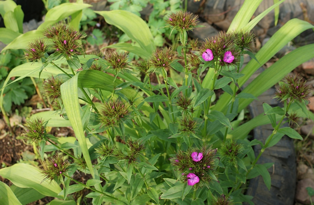 Изображение особи Dianthus barbatus.