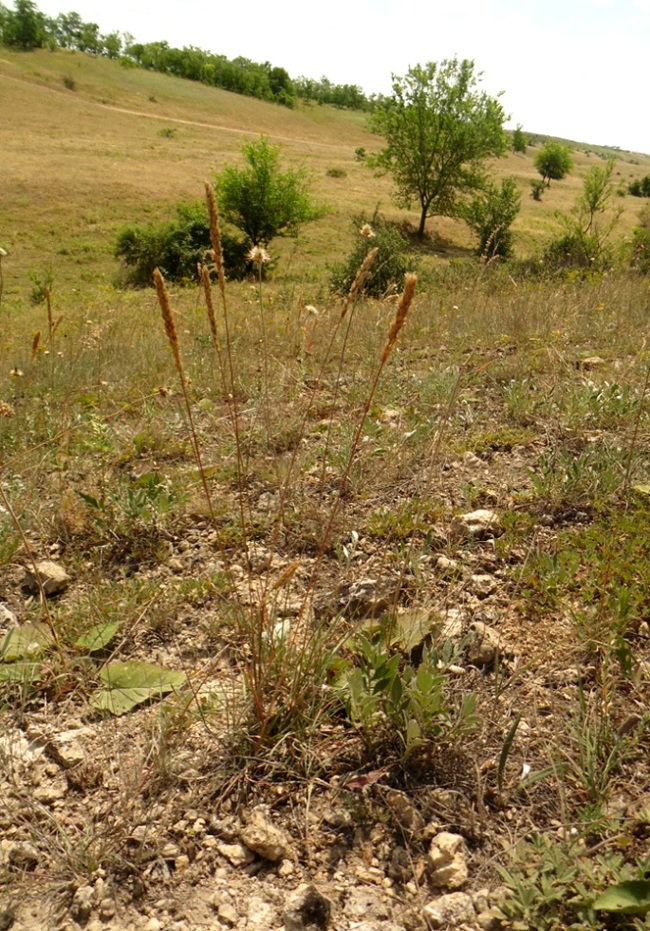 Image of genus Koeleria specimen.