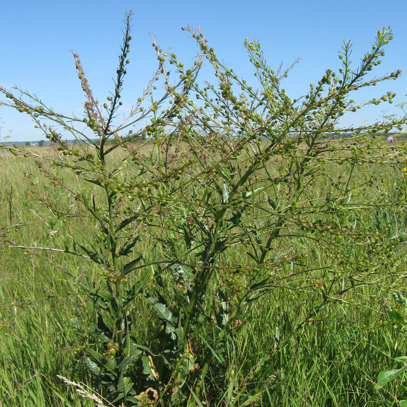 Image of Bunias orientalis specimen.