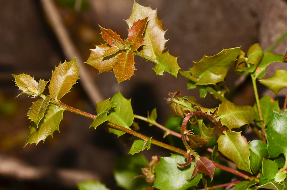 Image of Quercus calliprinos specimen.