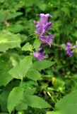 Campanula latifolia