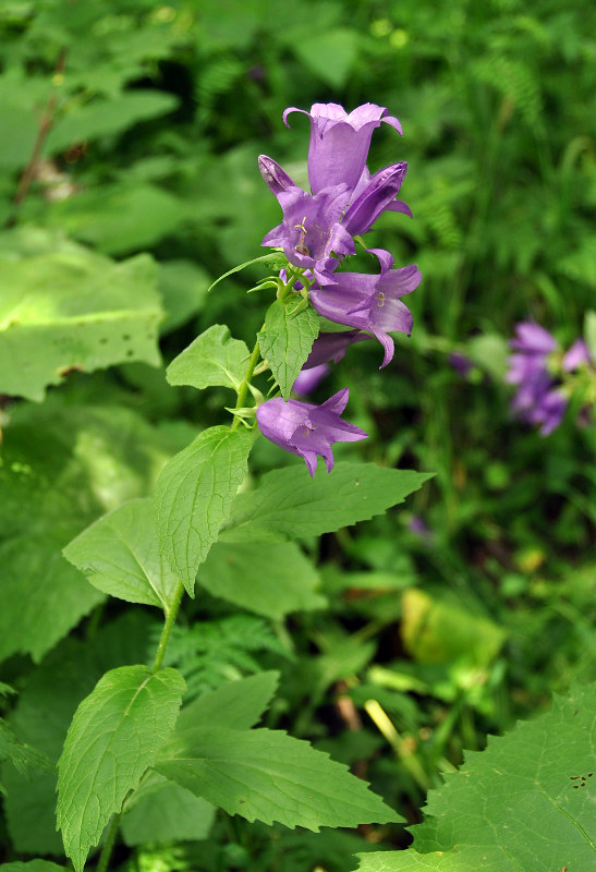Image of Campanula latifolia specimen.