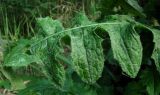 Cirsium oleraceum