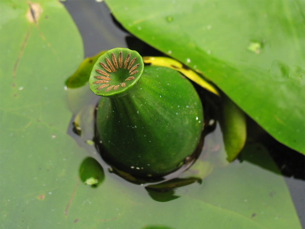 Image of Nuphar lutea specimen.