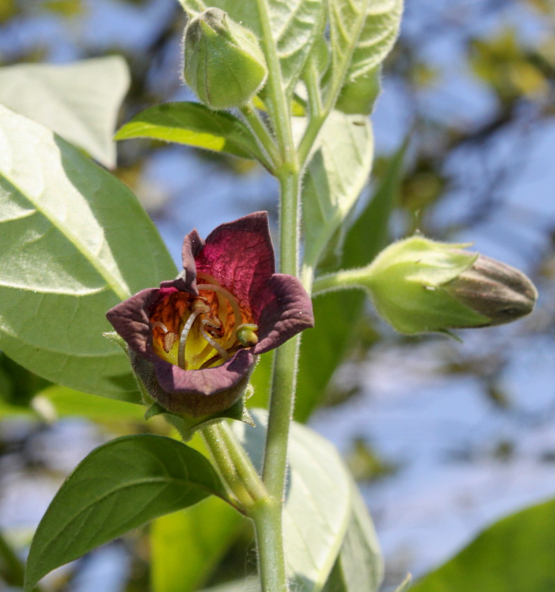 Изображение особи Atropa bella-donna.