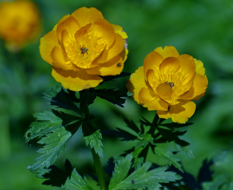 Image of Trollius altaicus specimen.