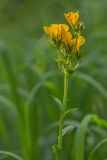 genus Linum