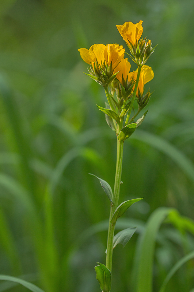 Image of genus Linum specimen.