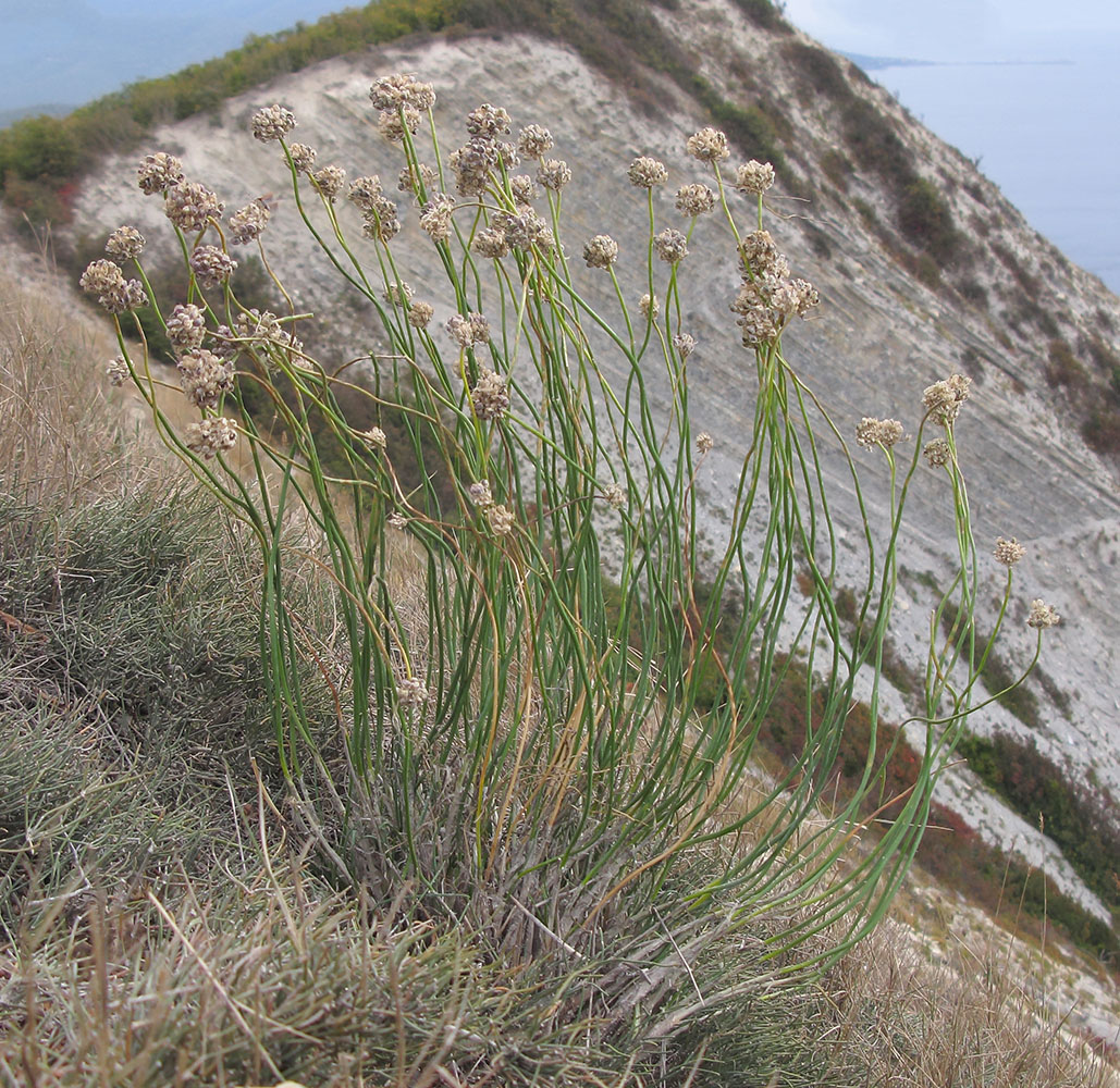 Изображение особи Allium psebaicum.