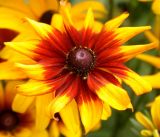 Rudbeckia hirta