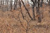 Rhamnus diamantiaca. Покоящееся растение с плодами. Приморский край, Уссурийский р-н, окр. с. Монакино, обочина лесной дороги. 21.10.2014.
