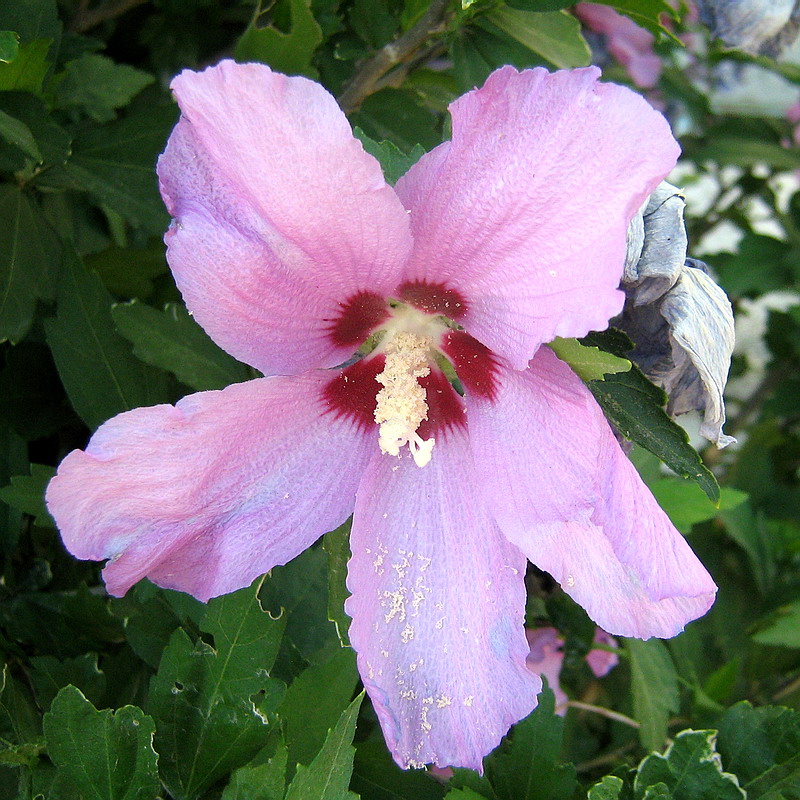 Image of Hibiscus syriacus specimen.
