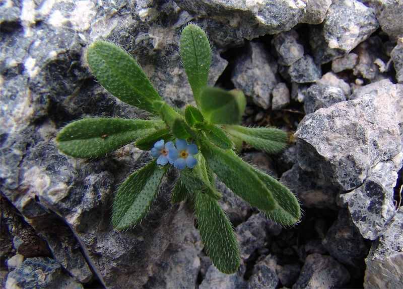 Image of Trigonocaryum involucratum specimen.