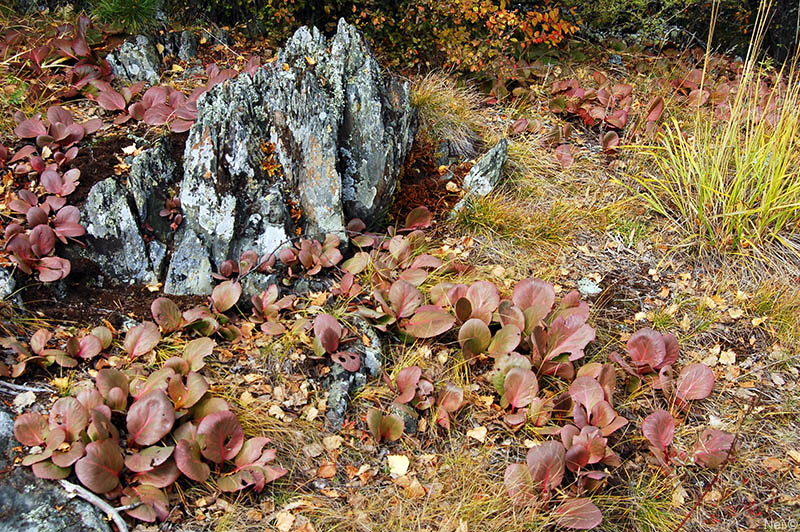 Image of Bergenia crassifolia specimen.