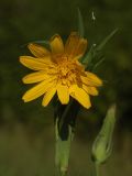 Tragopogon orientalis