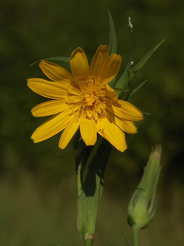 Изображение особи Tragopogon orientalis.